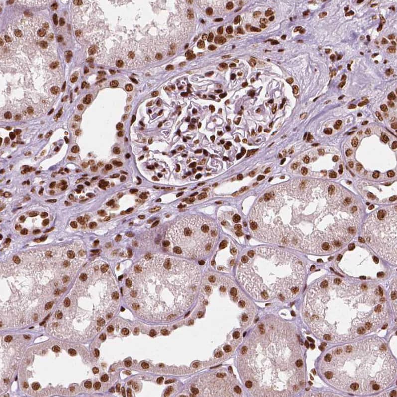 Staining of human kidney shows strong nuclear positivity in cells in glomeruli and tubuli.