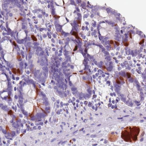 Staining of human duodenum shows strong immunoreactivity in the neuroendocrine cells, as well as in the local ganglionic cells.