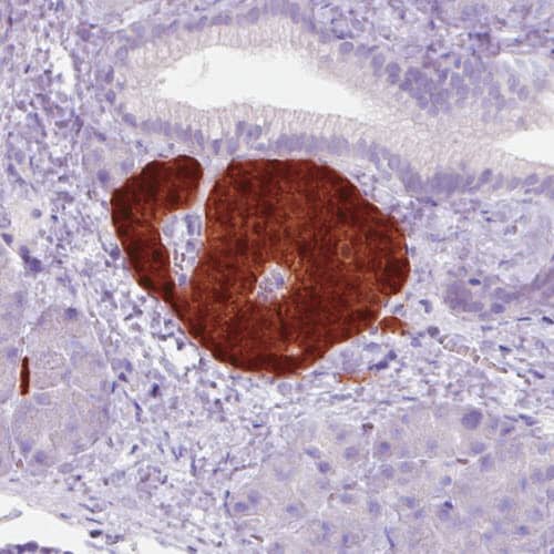 Staining of human pancreas shows strong cytoplasmic and nuclear immunoreactivity in the islets of Langerhans.