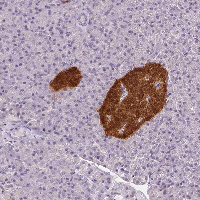 Staining of human pancreas shows strong cytoplasmic and nuclear positivity in islets of Langerhans.