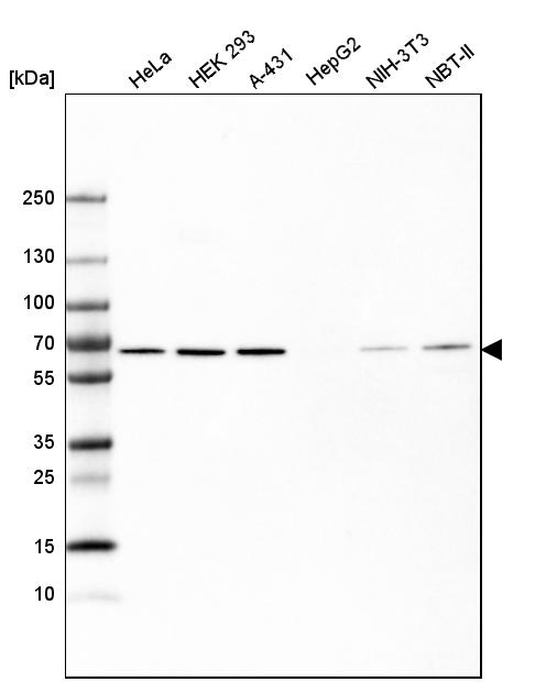 Analysis in human cell line HeLa, human cell line HEK 293, human cell line A-431, human cell line HepG2, mouse cell line NIH-3T3 and rat cell line NBT-II.