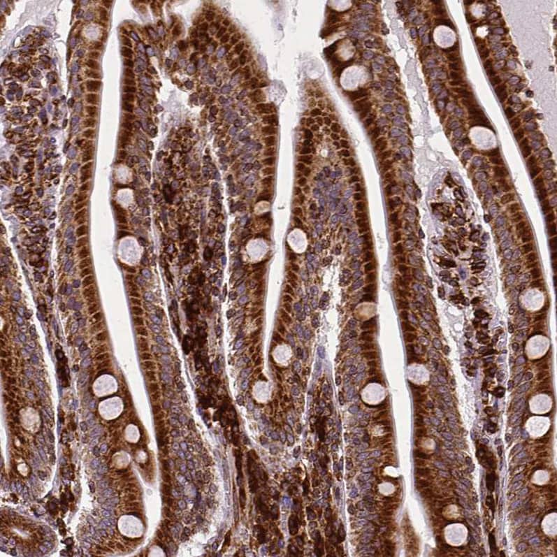 Staining of human small intestine shows strong cytoplasmic positivity in glandular cells.