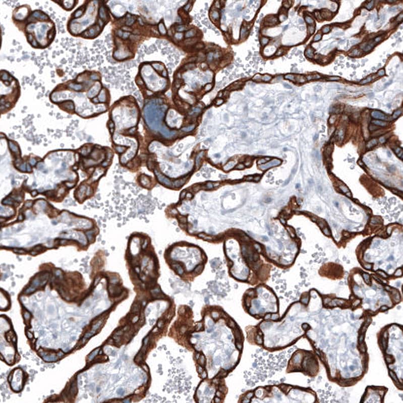 Staining of human placenta shows strong cytoplasmic positivity in trophoblastic cells.