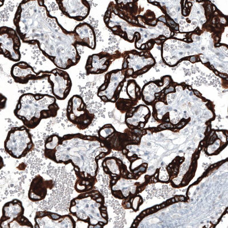 Staining of human placenta shows strong cytoplasmic positivity in trophoblastic cells.
