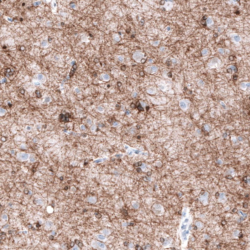 Staining of human cerebral cortex shows moderate positivity in oligodendrocytes and myelinated processes.