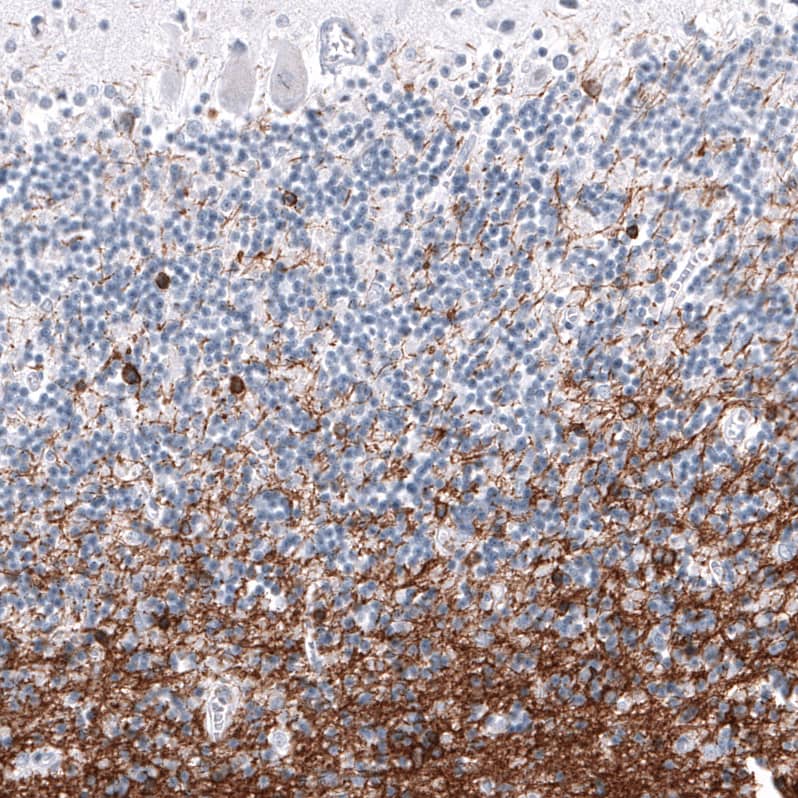 Staining of human cerebellum shows strong positivity in oligodendrocytes and myelinated fibers.