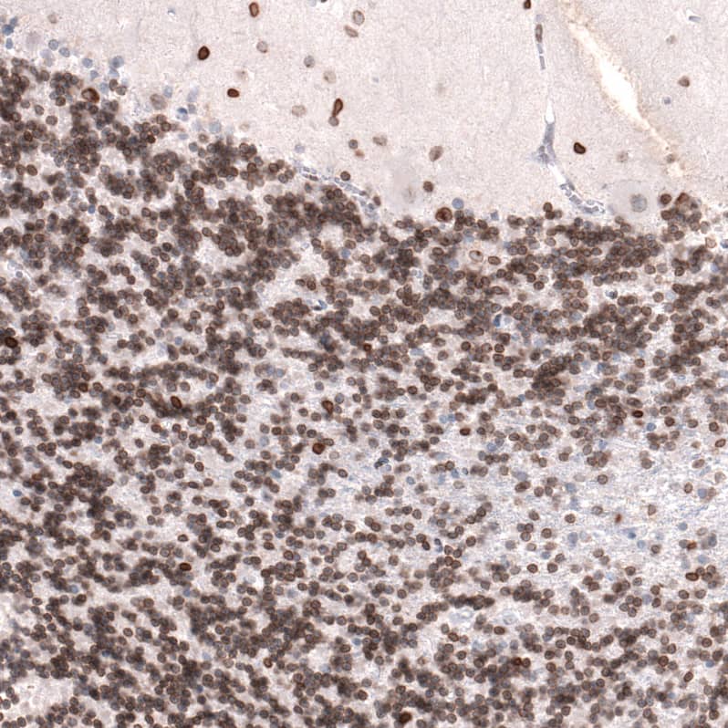 Staining of human cerebellum shows strong nuclear membrane positivity in cells in granular layer.