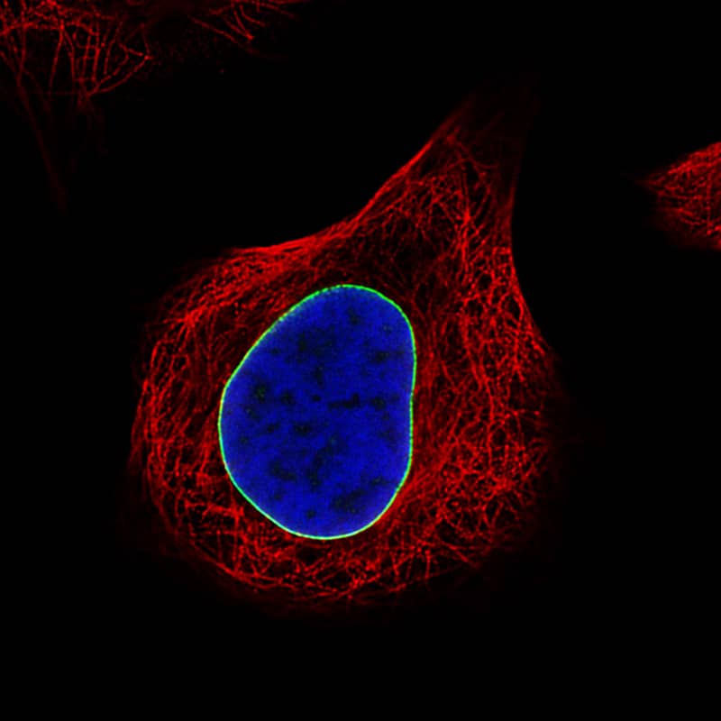 Staining of U-251 cells using the Anti-Lamin B1 monoclonal antibody) .
