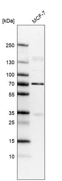 Analysis in human cell line MCF-7.