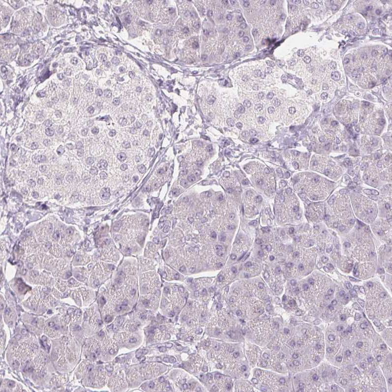 Staining of human pancreas shows no positivity in glandular cells as expected.
