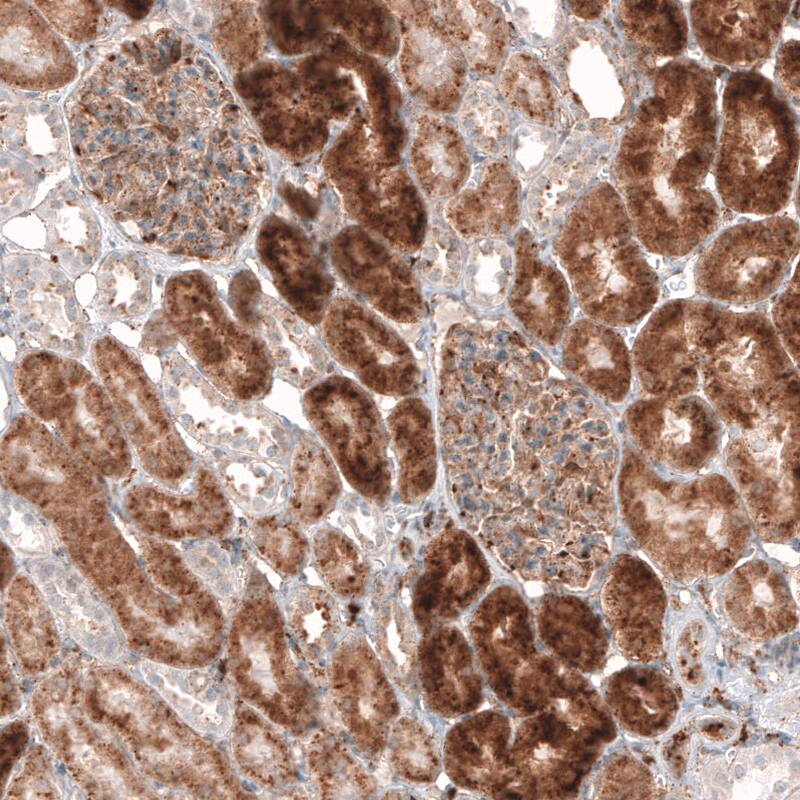 Staining of human kidney shows cytoplasmic immunoreactivity in both renal glomeruli and tubules.