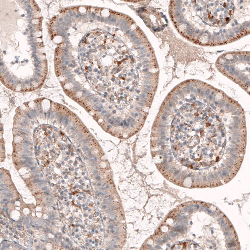 Staining of human small intestine shows moderate granular cytoplasmic positivity in glandular cells.