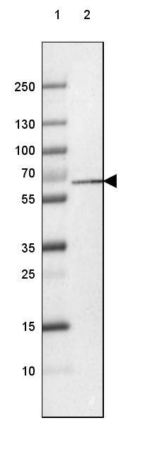 Lane 1: Marker [kDa] 250, 130, 100, 70, 55, 35, 25, 15, 10Lane 2: Human cell line RT-4
