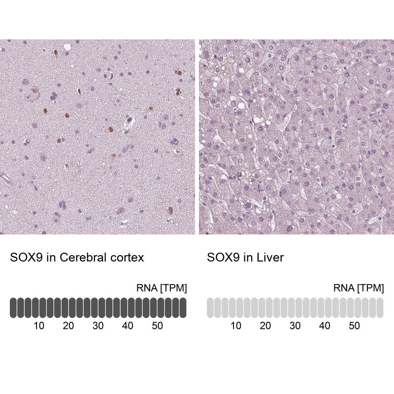 Analysis in human cerebral cortex and liver tissues using NBP3-44053 antibody. Corresponding SOX9 RNA-seq data are presented for the same tissues.