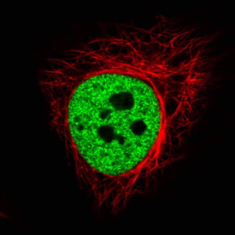 Staining in HeLa cell line with Anti-hnRNP C1 + C2 monoclonal antibody) staining in green. Microtubule- and nuclear probes are visualized in red and blue respectively (where available).