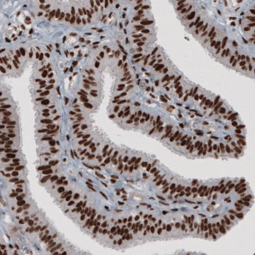 Staining of human fallopian tube shows strong nuclear immunoreactivity.