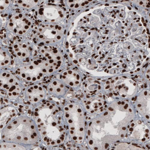 Staining of human kidney shows strong nuclear immunoreactivity.