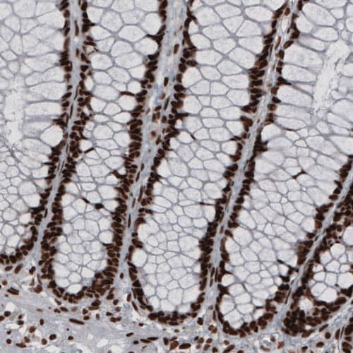 Staining of human rectum shows strong nuclear immunoreactivity in glandular and lamina propria cells.