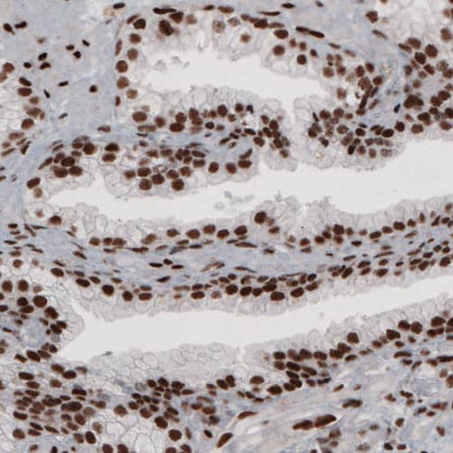 Staining of human prostate shows strong nuclear positivity in glandular and connective tissue cells.