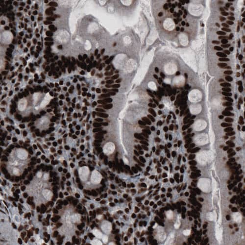 Staining of human small intestine shows strong nuclear positivity in glandular epithelium and in lamina propria cells.