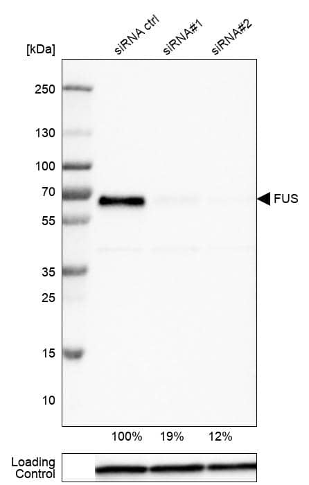 Analysis in U-251MG cells transfected with control siRNA, target specific siRNA probe #1 and #2, using Anti-FUS antibody. Remaining relative intensity is presented. Loading control: Anti-GAPDH.