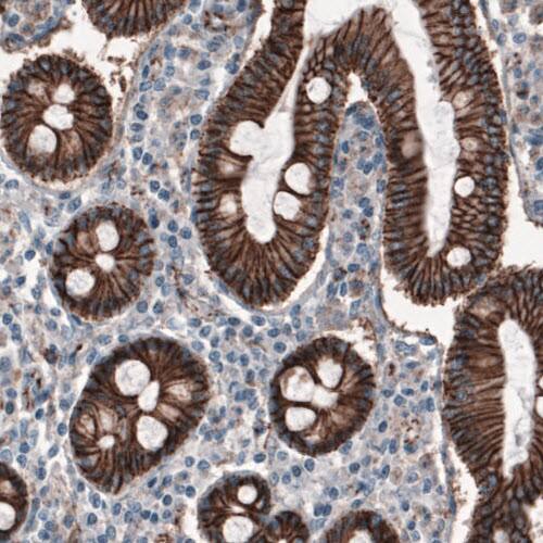 Staining of human duodenum shows strong membranous immunoreactivity in epithelial cells.