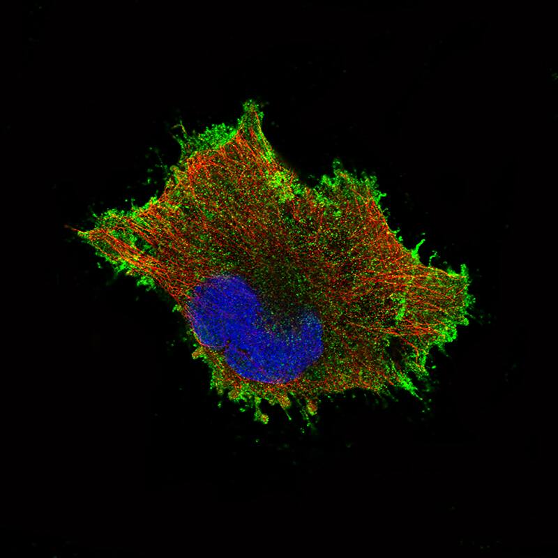 Staining of U-251 cells using the Anti-beta-Catenin monoclonal antibody) .
