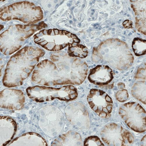 Staining of human kidney shows strong membranous immunoreactivity in renal tubules, but not glomeruli.