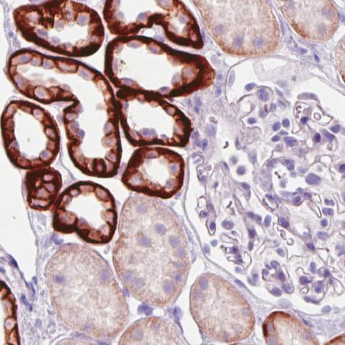 Staining of human kidney shows strong membranous and/or moderate cytoplasmic immunoreactivity in subsets of renal tubules, while glomeruli are negative.
