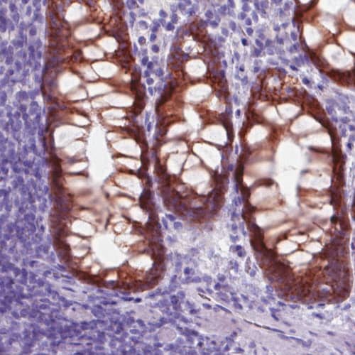 Staining of human colon shows strong cytoplasmic and membrane positivity in glandular cells.