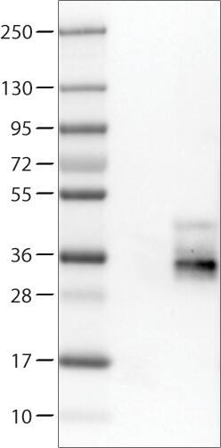 Lane 1: Marker [kDa]Lane 2: Negative control (vector only transfected HEK293T lysate)Lane 3: TSPAN7/TM4SF2 Over-expression Lysate (Co-expressed with a C-terminal myc-DDK tag (~3.1 kDa) in mammalian HEK293T cells) 