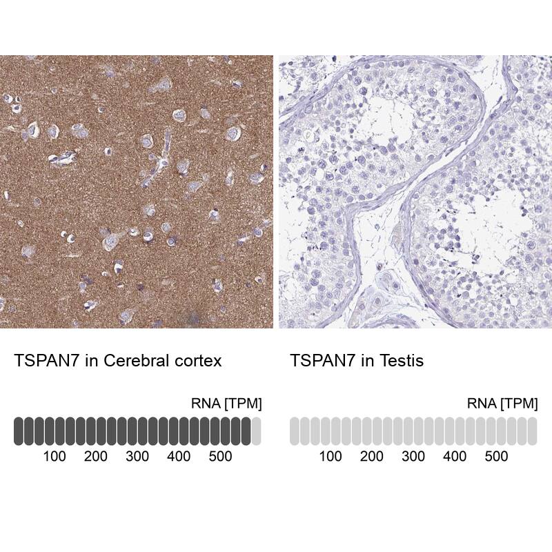 Analysis in human cerebral cortex and testis tissues using NBP3-44061 antibody. Corresponding TSPAN7/TM4SF2 RNA-seq data are presented for the same tissues.