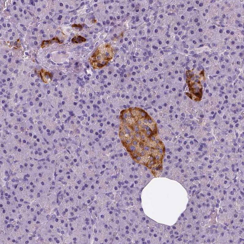 Staining of human pancreas shows moderate to strong cytoplasmic positivity in islets of Langerhans.