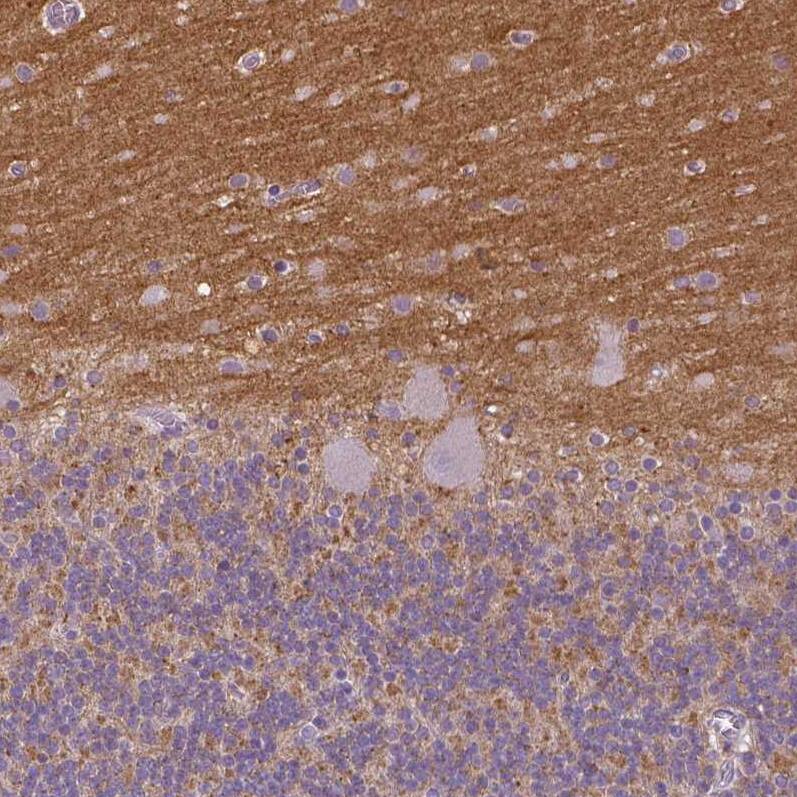 Staining of human cerebellum shows moderate positivity in neuropil.