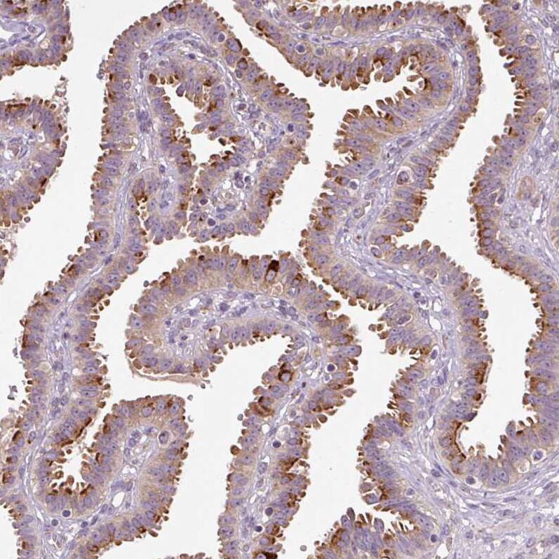 Staining of human fallopian tube shows moderate to strong positivity in the apical cytoplasm of glandular cells.