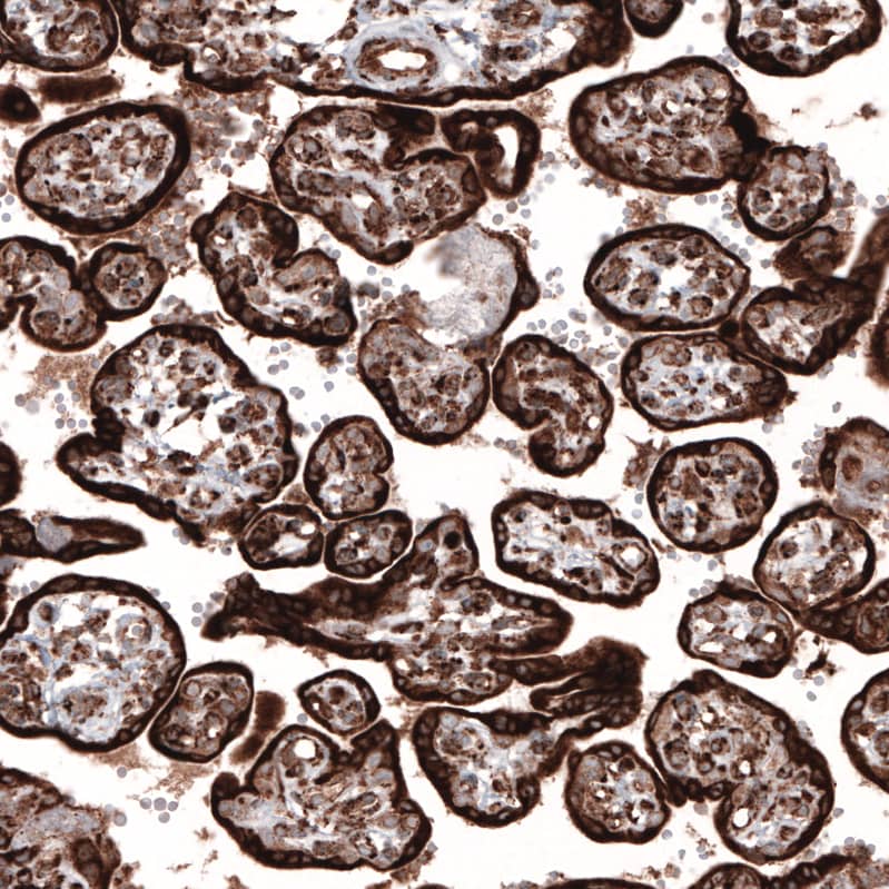 Staining of human placenta shows strong cytoplasmic positivity in trophoblastic cells.