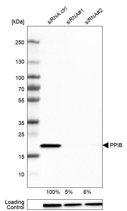 Analysis in U-251MG cells transfected with control siRNA, target specific siRNA probe #1 and #2, using Anti-Cyclophilin B antibody. Remaining relative intensity is presented. Loading control: Anti-GAPDH.