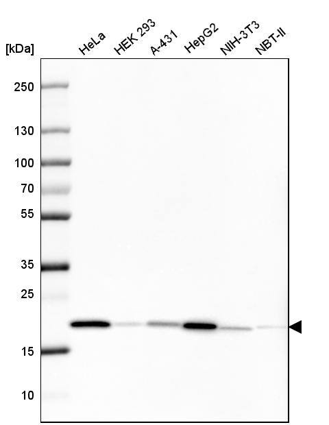 Analysis in human cell line HeLa, human cell line HEK 293, human cell line A-431, human cell line HepG2, mouse cell line NIH-3T3 and rat cell line NBT-II.