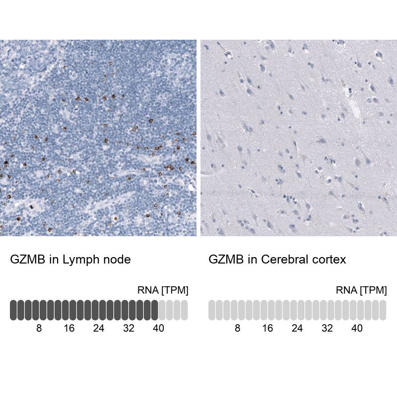 Analysis in human lymph node and cerebral cortex tissues using NBP3-44068 antibody. Corresponding Granzyme B RNA-seq data are presented for the same tissues.