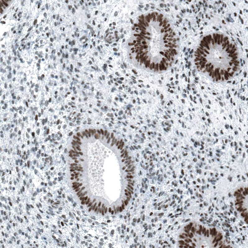 Staining of human endometrium shows strong nuclear positivity in glandular cells.