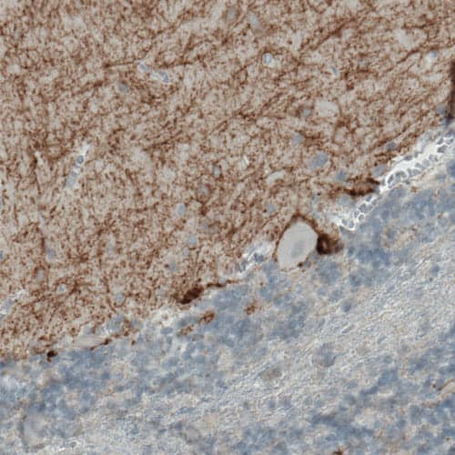 Staining of human cerebellum shows moderate positivity in the molecular layer.