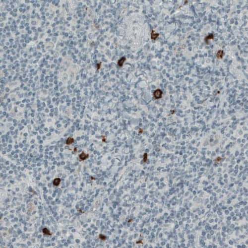 Staining of human tonsil shows strong positivity in a subset of lymphoid cells.