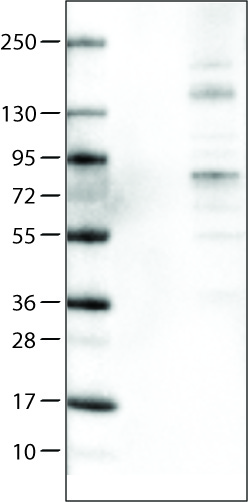 Lane 1: Marker [kDa]Lane 2: Negative control (vector only transfected HEK293T lysate) Lane 3: ACSL5 Over-expression Lysate (Co-expressed with a C-terminal myc-DDK tag (~3.1 kDa) in mammalian HEK293T cells) 