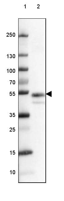 Lane 1: Marker [kDa] 250, 130, 100, 70, 55, 35, 25, 15, 10Lane 2: Human cell line A-431