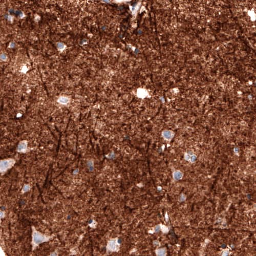 Staining of human cerebral cortex shows strong positivity in neuropil.