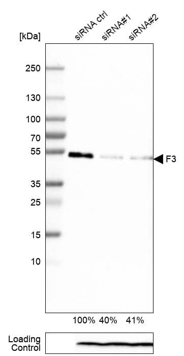 Analysis in A-431 cells transfected with control siRNA, target specific siRNA probe #1 and #2, using Anti-Coagulation Factor III/Tissue Factor antibody. Remaining relative intensity is presented. Loading control: Anti-PPIB.