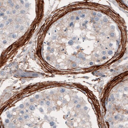 Staining of human testis shows strong positivity in the lamina propria.