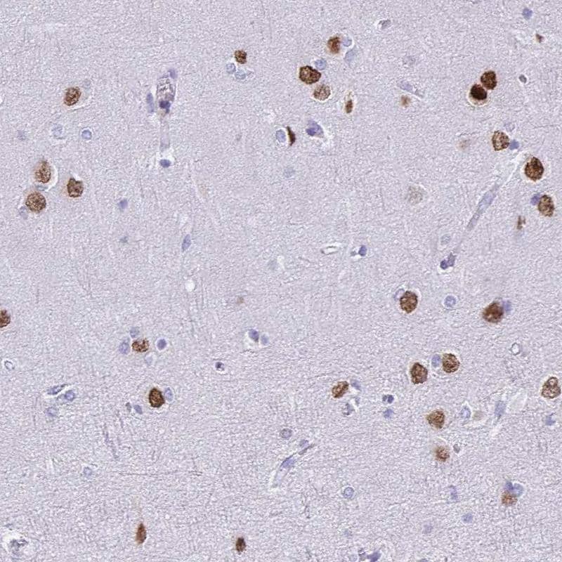 Staining of human cerebral cortex shows strong nuclear positivity in neurons.