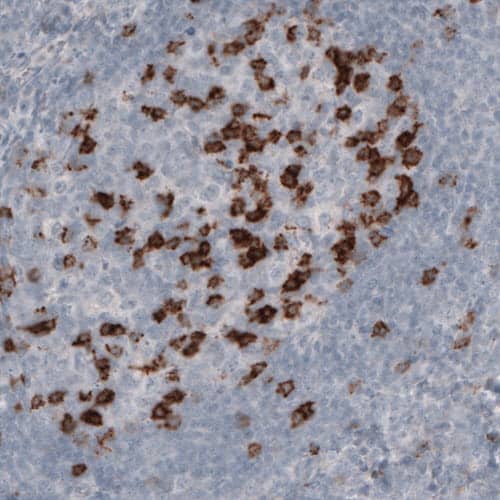 Staining of human tonsil shows strong immunoreactivity in a subset of lymphoid cells, mainly in the reaction centrum.