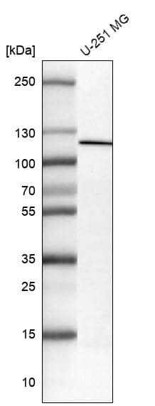 Analysis in human cell line U-251 MG.